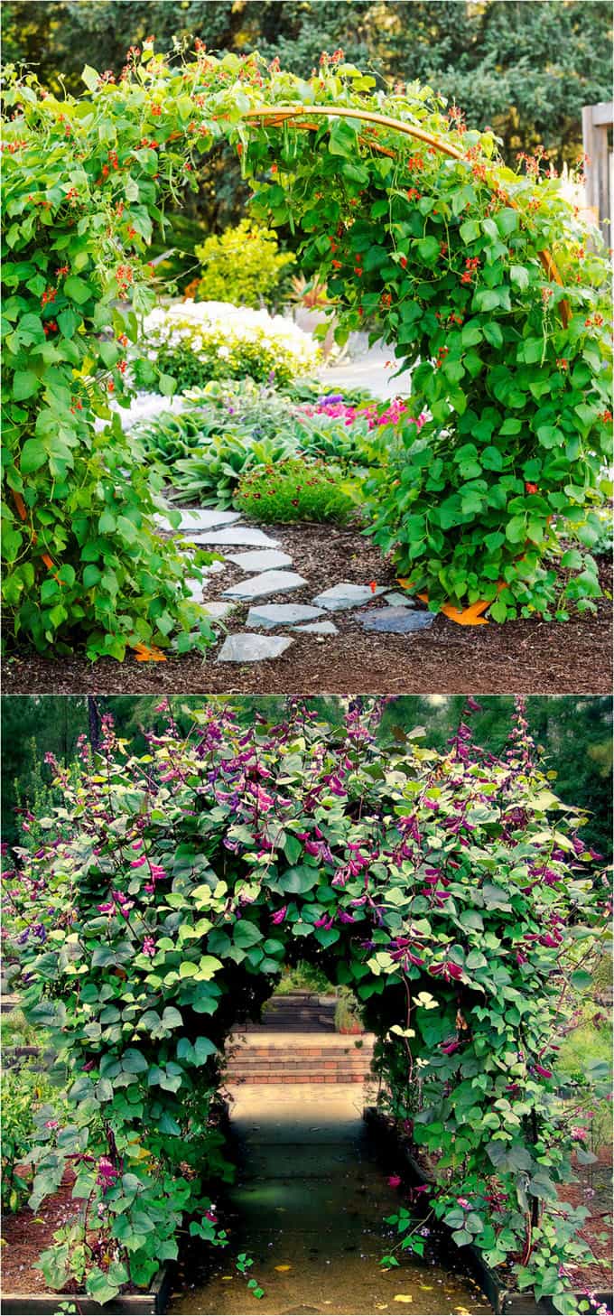 20 Best Flowering Vines - Best Wall Climbing Vines to Plant