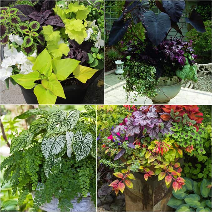How to create beautiful shade garden pots using easy to grow plants with showy foliage and flowers. And plant lists for all 16 container planting designs! - A Piece Of Rainbow