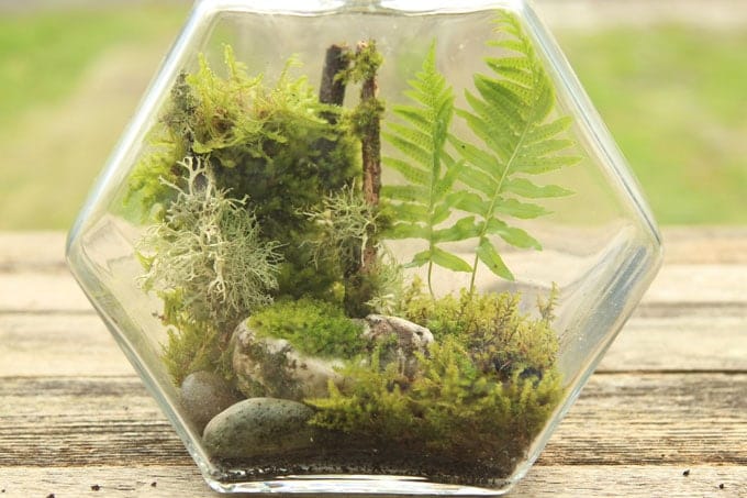 Easy D.I.Y Moss Terrarium — At Home With Savvy