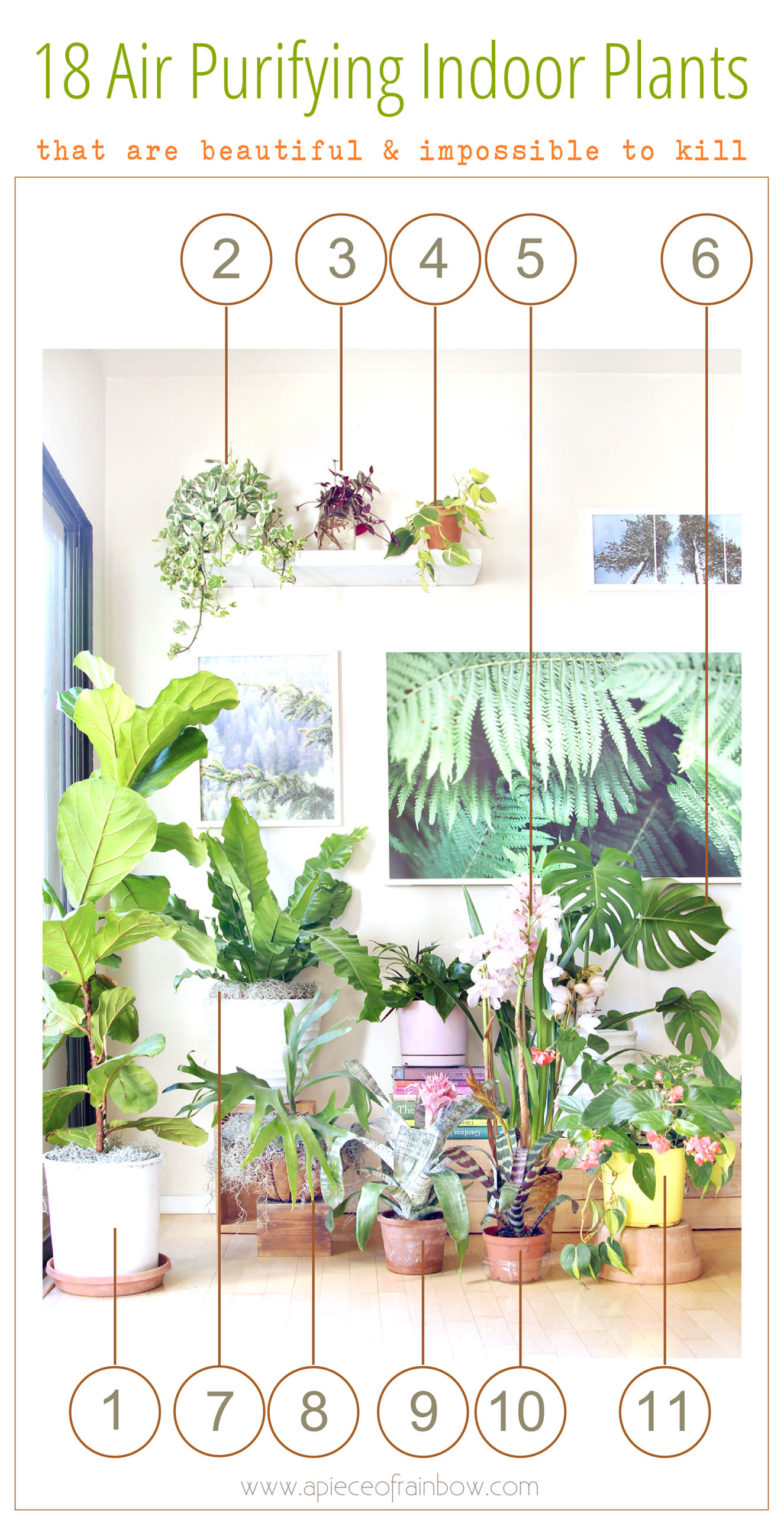 18 Most Beautiful Indoor Plants 5 Easy Care Tips A Piece Of Rainbow