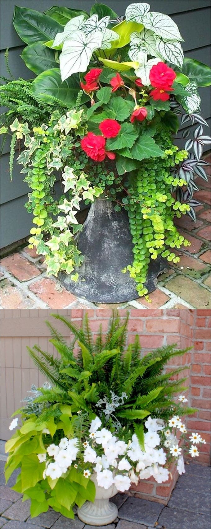 best porch plants