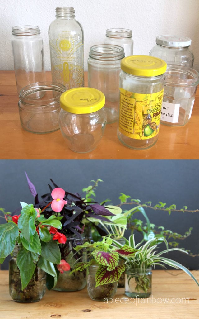 Grow Indoor Plants In Water Easy Propagation Station Glass Bottles Jars Water Plant Garden Ideas Apieceofrainbow 3 640x1024 
