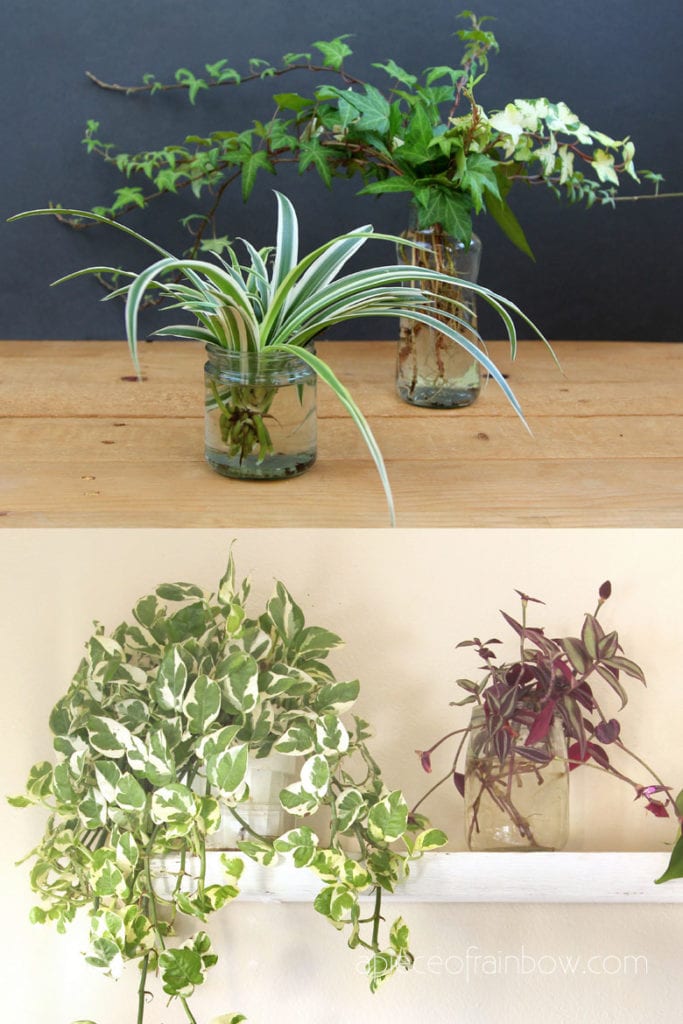 Pots for Indoor Plants - choose your best type based on how you water your  plants — Greenhouse Studio
