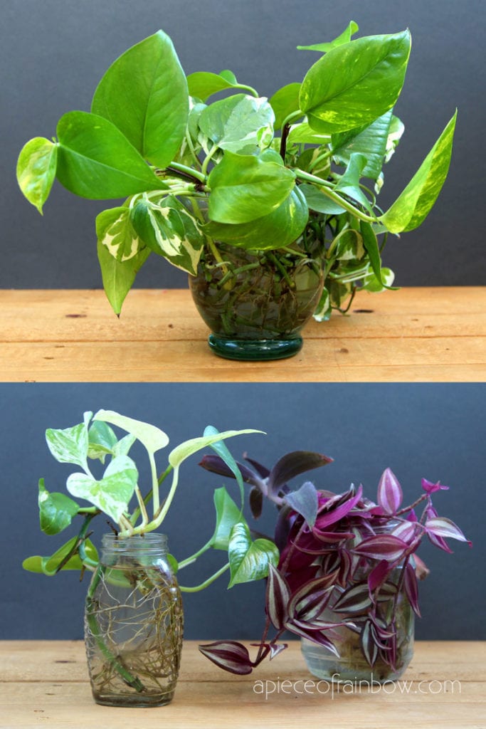 Grow Indoor Plants In Water Easy Propagation Station Glass Bottles Jars Water Plant Garden Ideas Apieceofrainbow 8 683x1024 