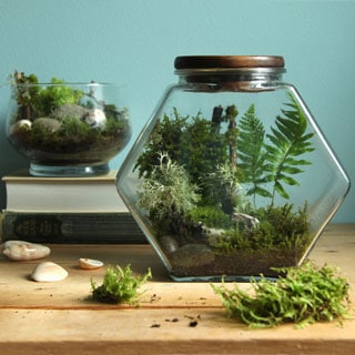 A terrarium tutorial: what you need, plus how to keep your plants alive