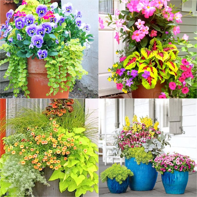 Colorful Flower Gardening in Pots ( 38 Designer Plant Lists for Each ...