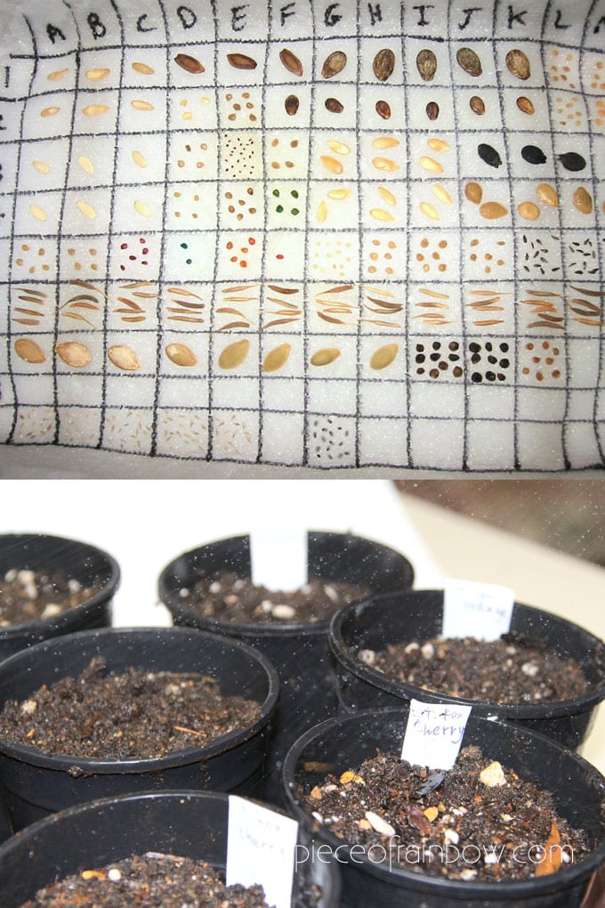 How to get your seed paper to sprout