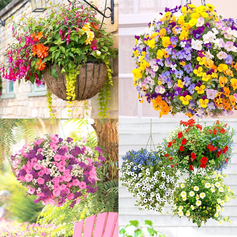 How To Plant Flower Hanging Baskets Best Plants For Hanging Basket Apieceofrainbowblog 9 