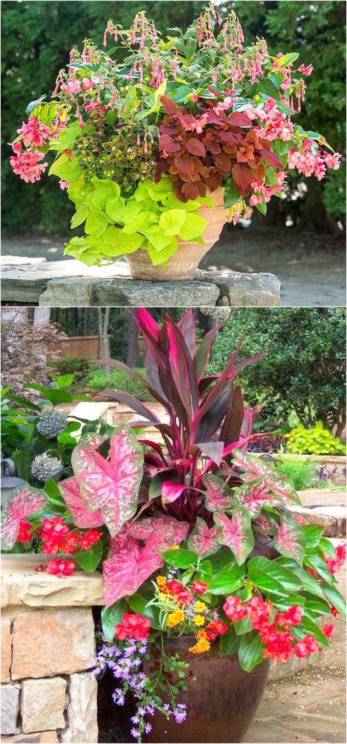Best Shade Plants & 30+ Gorgeous Container Garden Planting Lists - A ...