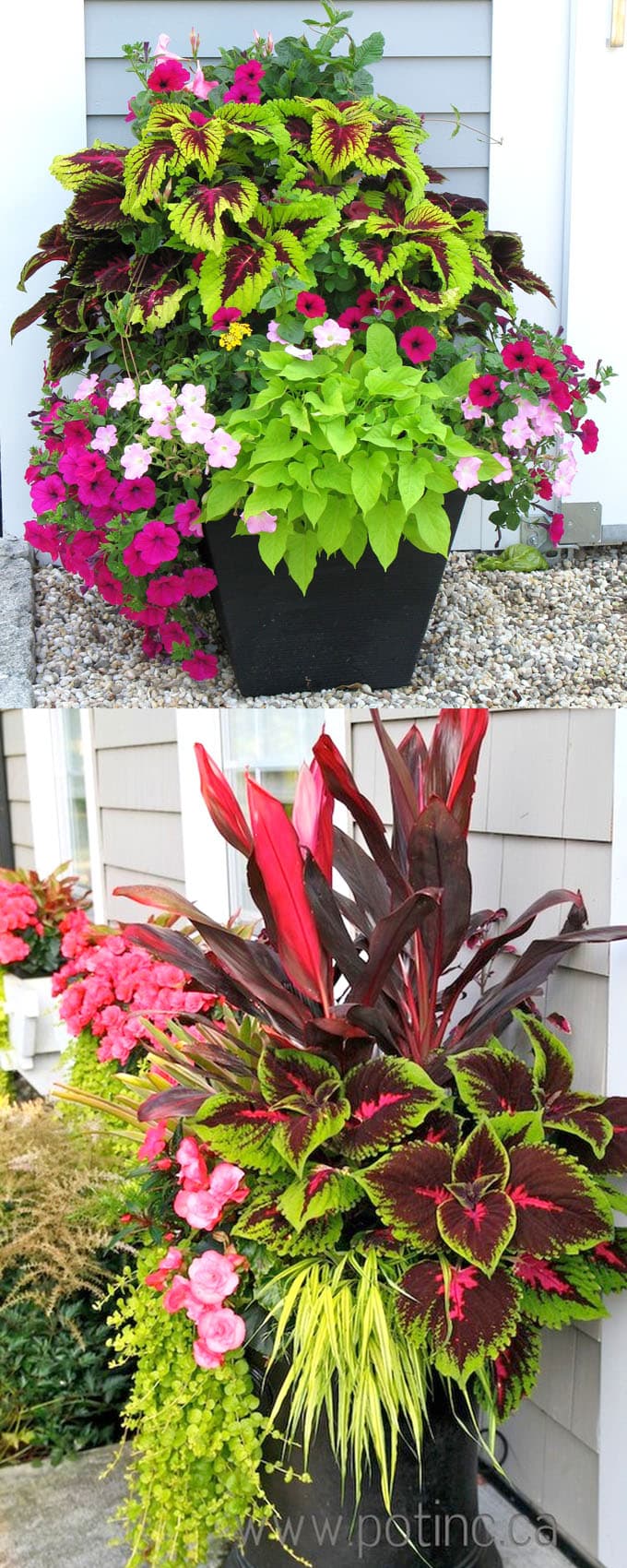 Best Shade Plants Container Gardening Colorful Shade Loving Plants Gardens Apieceofrainbowblog 7 