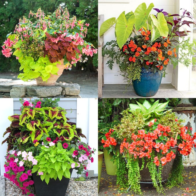 outdoor potted plants shade