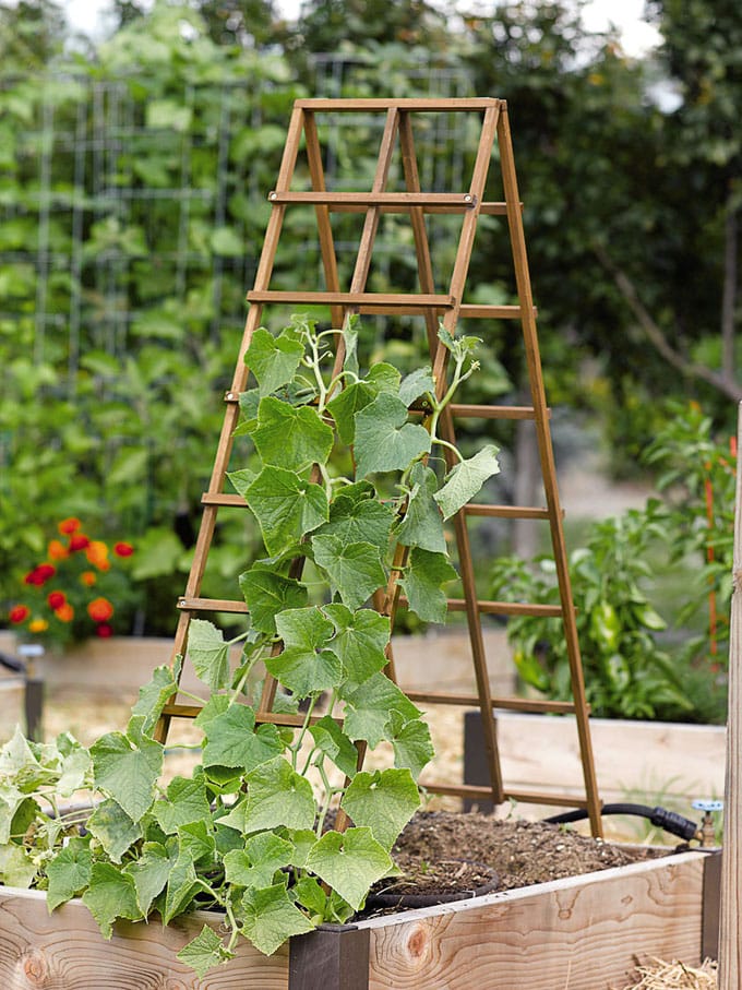 Best Easy DIY Trellis Ideas for a Super Productive Garden - A