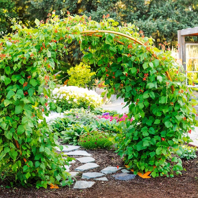 24 Easy DIY Garden Trellis Ideas & Plant Structures - A Piece of Rainbow
