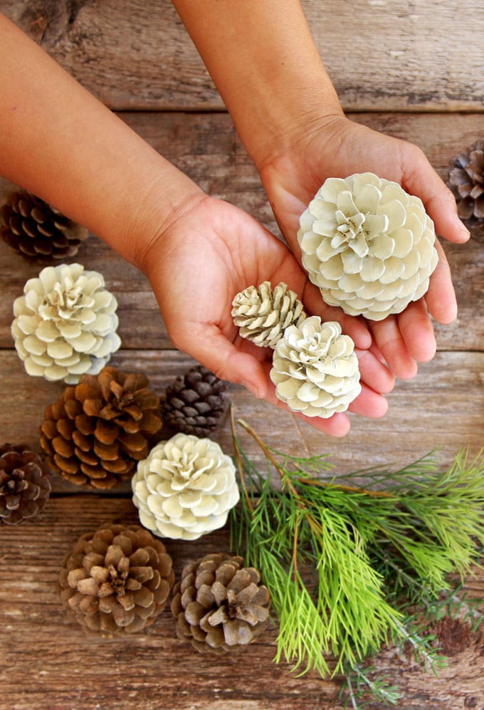 Large Frosted Pine Cones Pk3 - Autumn and Harvest