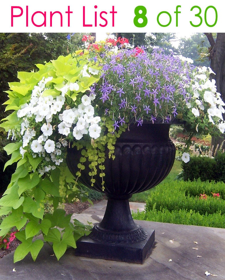 Colorful Mixed Pots Flower Gardening with 30+ Plant Lists! - A Piece Of ...