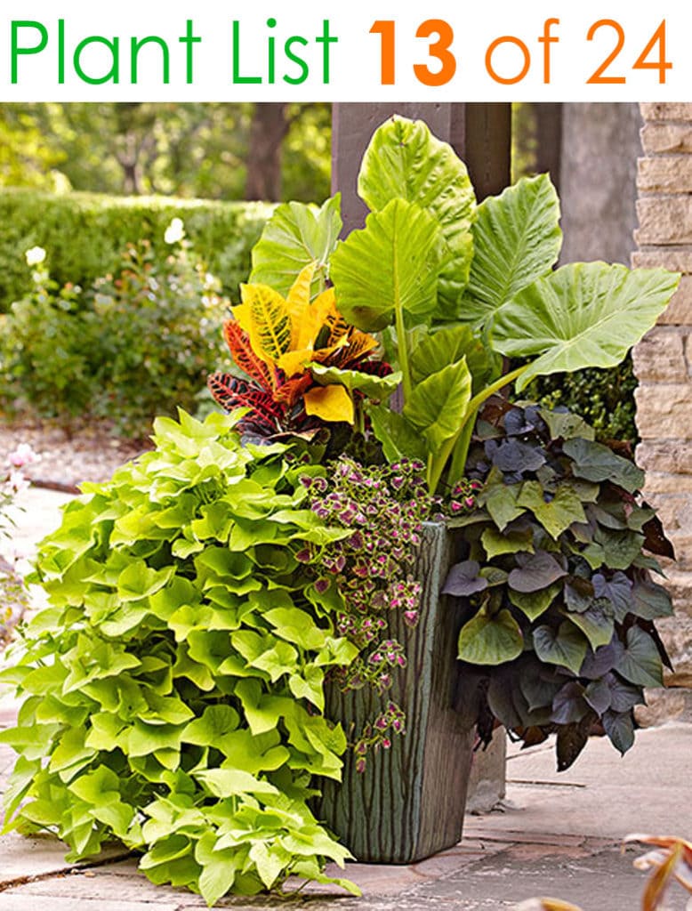 25 Beautiful Plant Combination Ideas For Container Gardens
