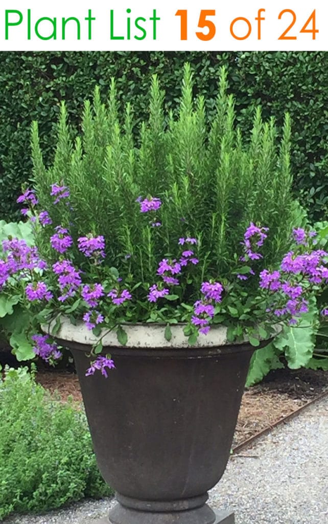 https://www.apieceofrainbow.com/wp-content/uploads/2019/06/container-garden-plants-planter-pot-ideas-flower-gardening-plant-list-combination-landscape-design-patio-pots-apieceofrainbow-16-642x1024.jpg