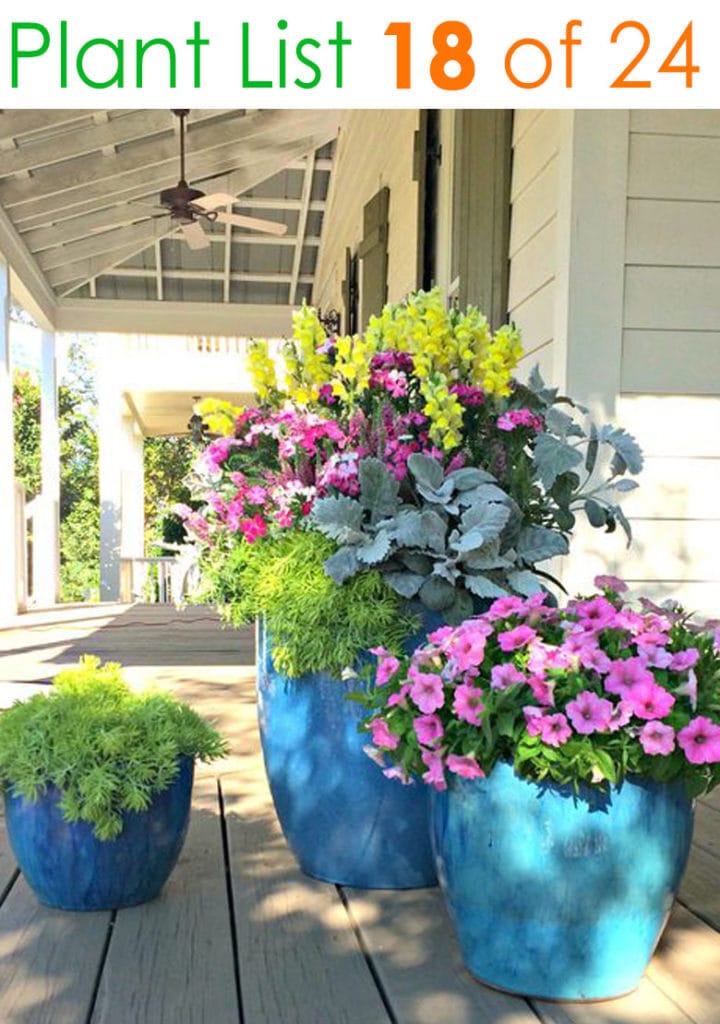 20 Container Gardening Ideas - Best Plants for Containers