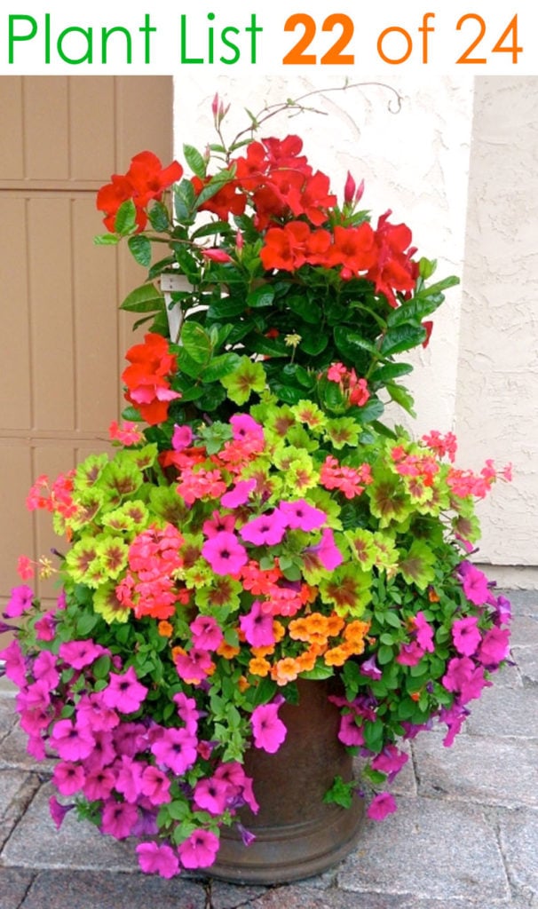 https://www.apieceofrainbow.com/wp-content/uploads/2019/06/container-garden-plants-planter-pot-ideas-flower-gardening-plant-list-combination-landscape-design-patio-pots-apieceofrainbow-23-606x1024.jpg