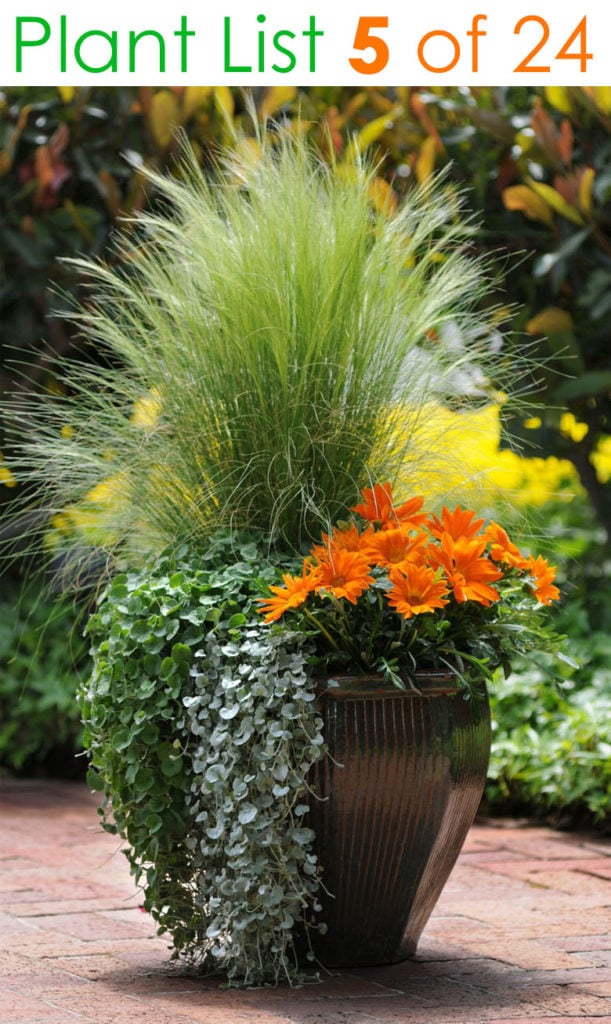 Outdoor Container Plant Ideas