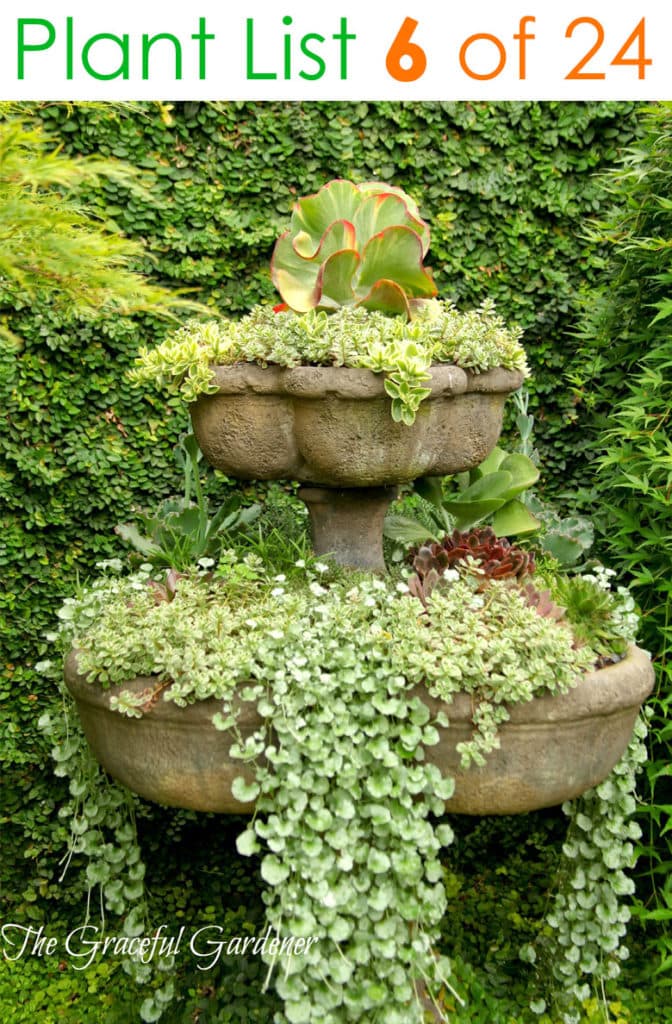 https://www.apieceofrainbow.com/wp-content/uploads/2019/06/container-garden-plants-planter-pot-ideas-flower-gardening-plant-list-combination-landscape-design-patio-pots-apieceofrainbow-7-672x1024.jpg