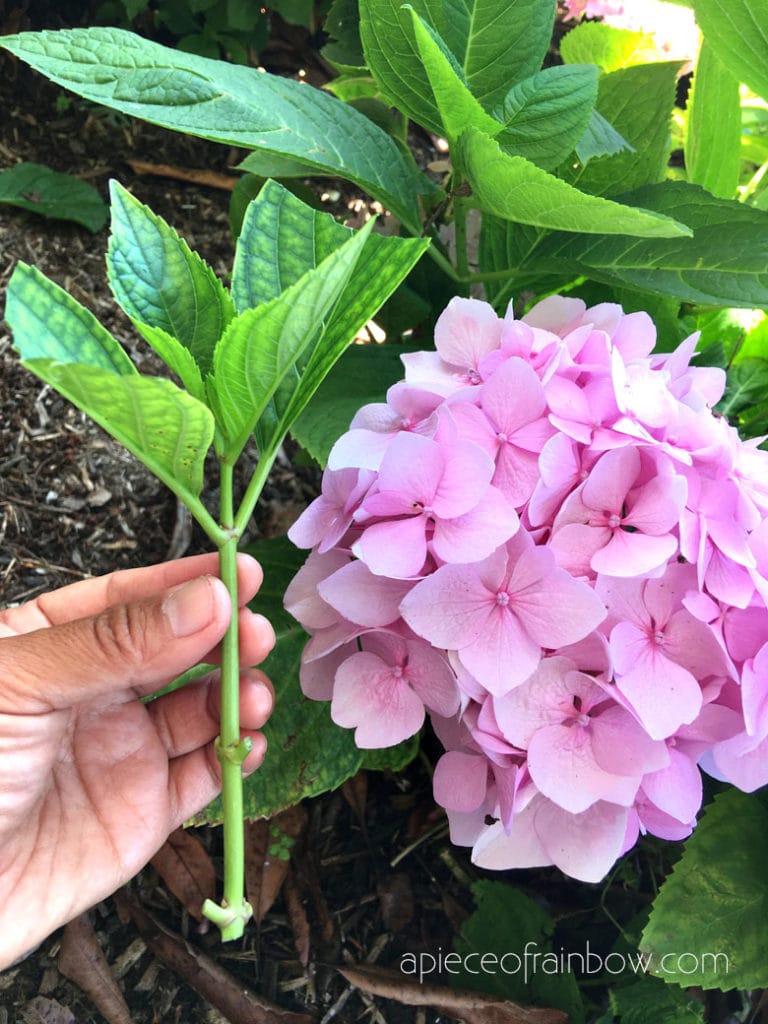 Image of Hydrangea cuttings rooting in soil