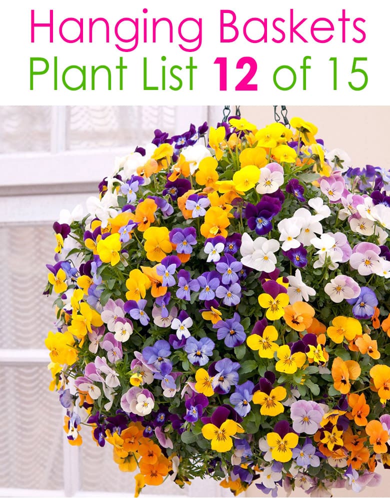 very colorful hanging planter with pansies and violas