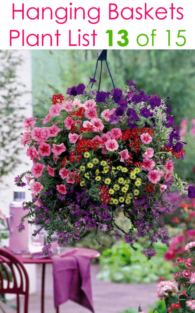 Purple and pink Petunias in hanging basket