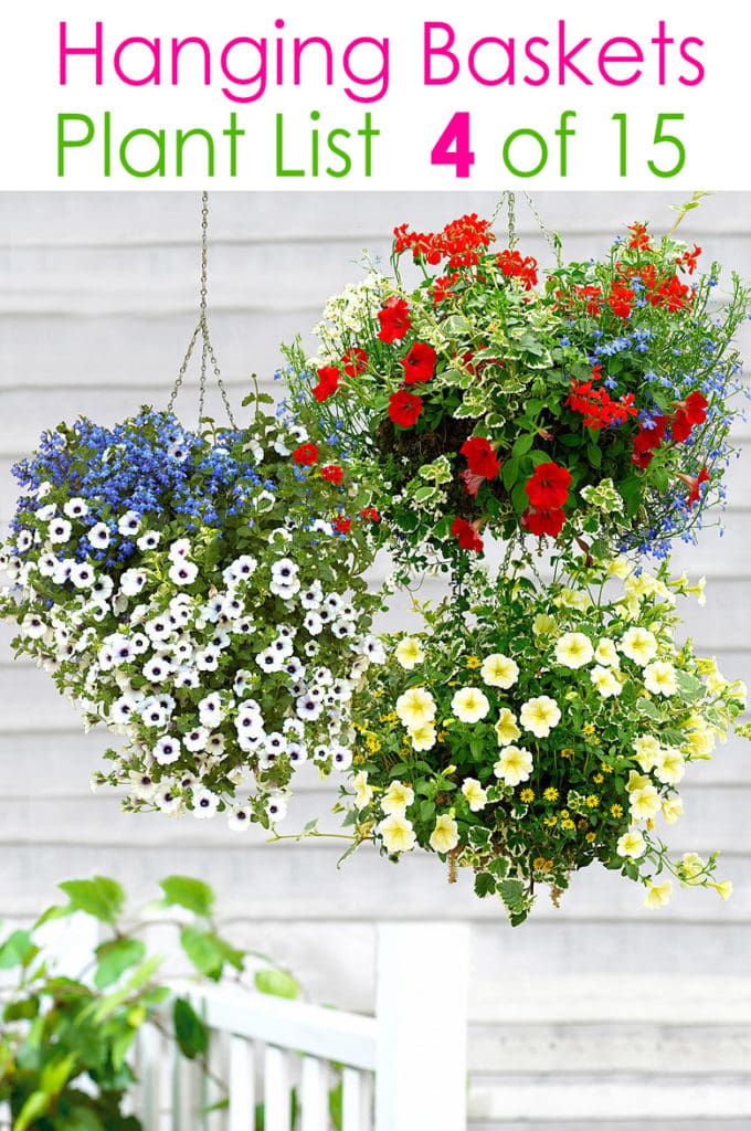 how to plant beautiful hanging baskets with flowers