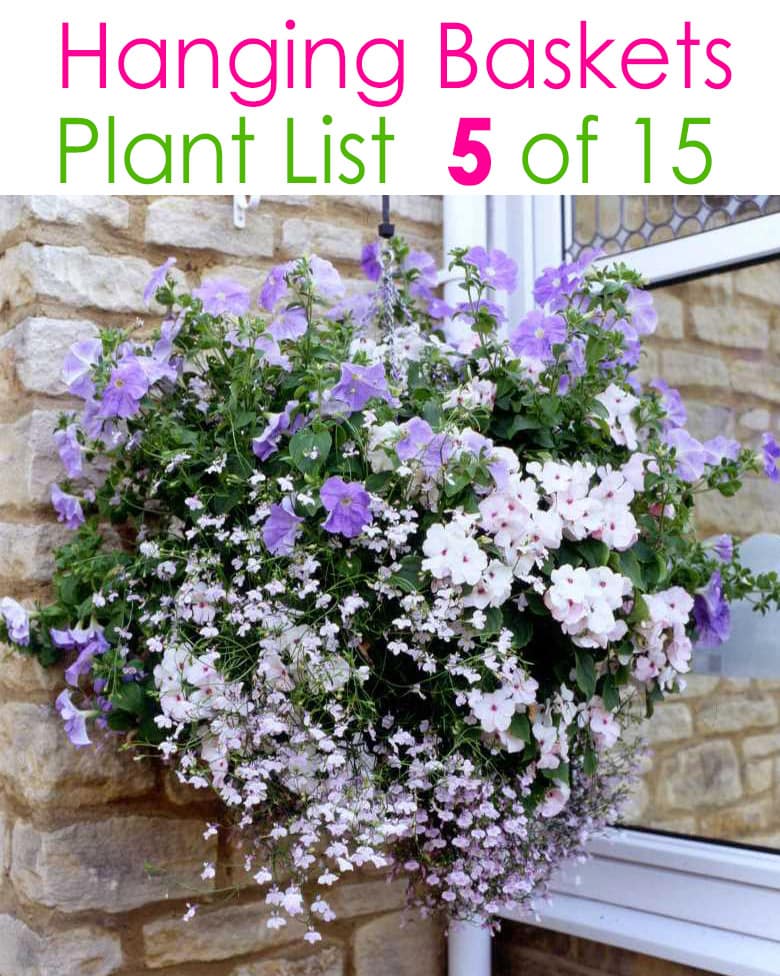 purple and white hanging flower basket 
