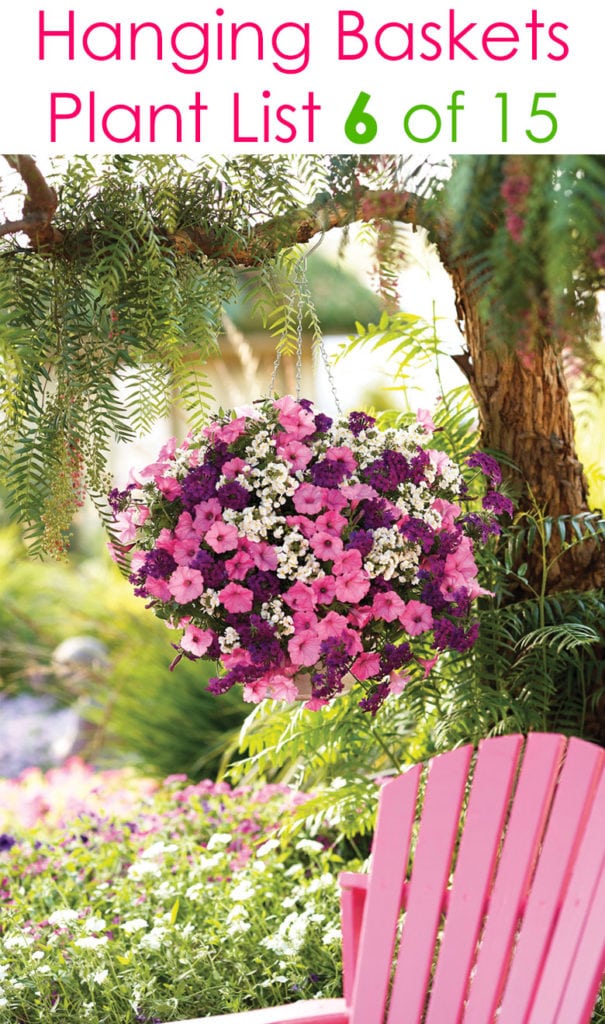 pink flowers in hanging planter