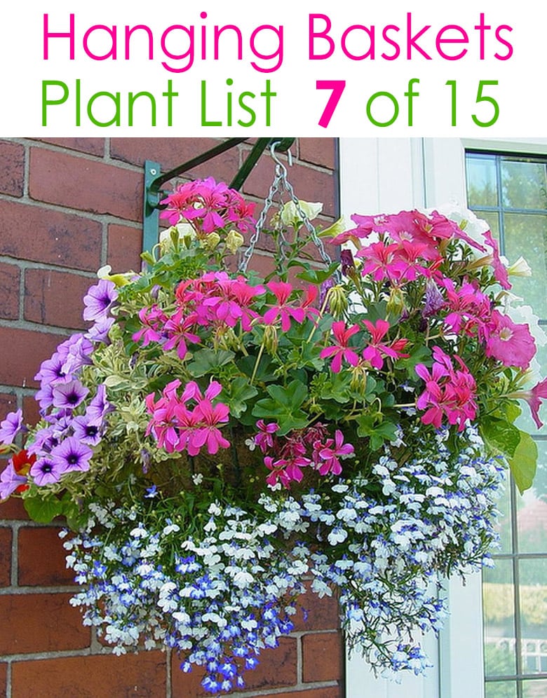 10 Best Flowers for Hanging Baskets