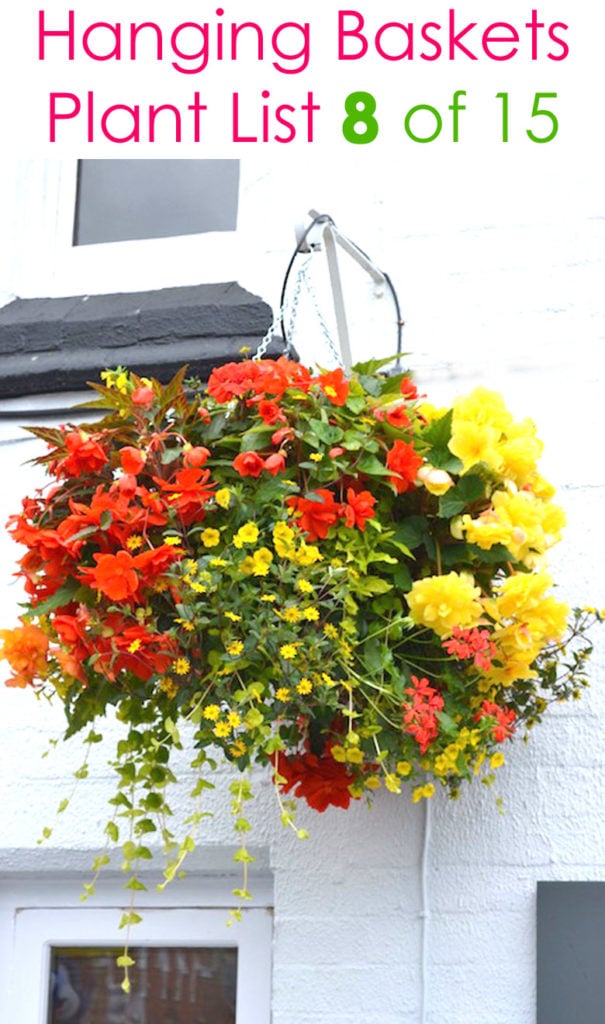 colorful hanging basket in the shade