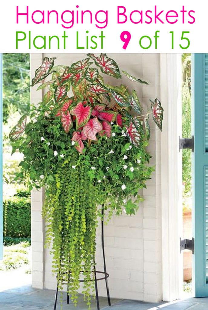 tropical hanging planter with shade plants