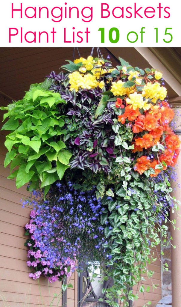 beautiful colorful hanging basket with shade loving plants