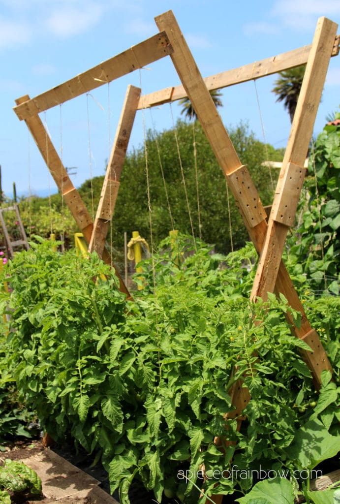 5 Secrets to Grow Tomatoes: 100 lbs in 20 Square Feet - A Piece Of