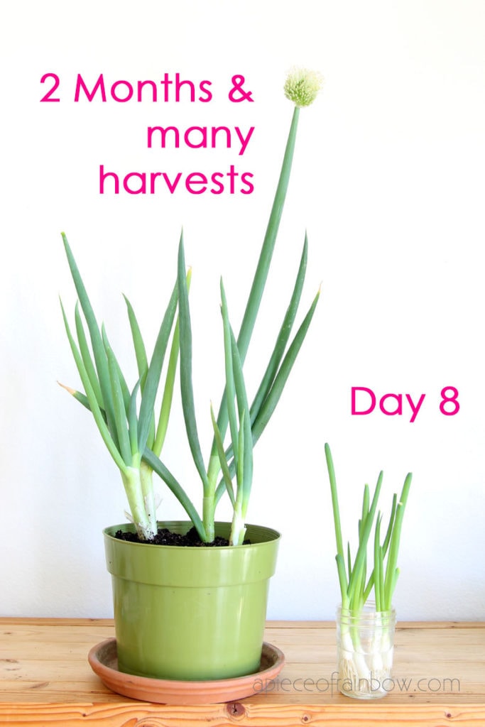How To Cut Green Onions In 4 Easy Steps – Dalstrong