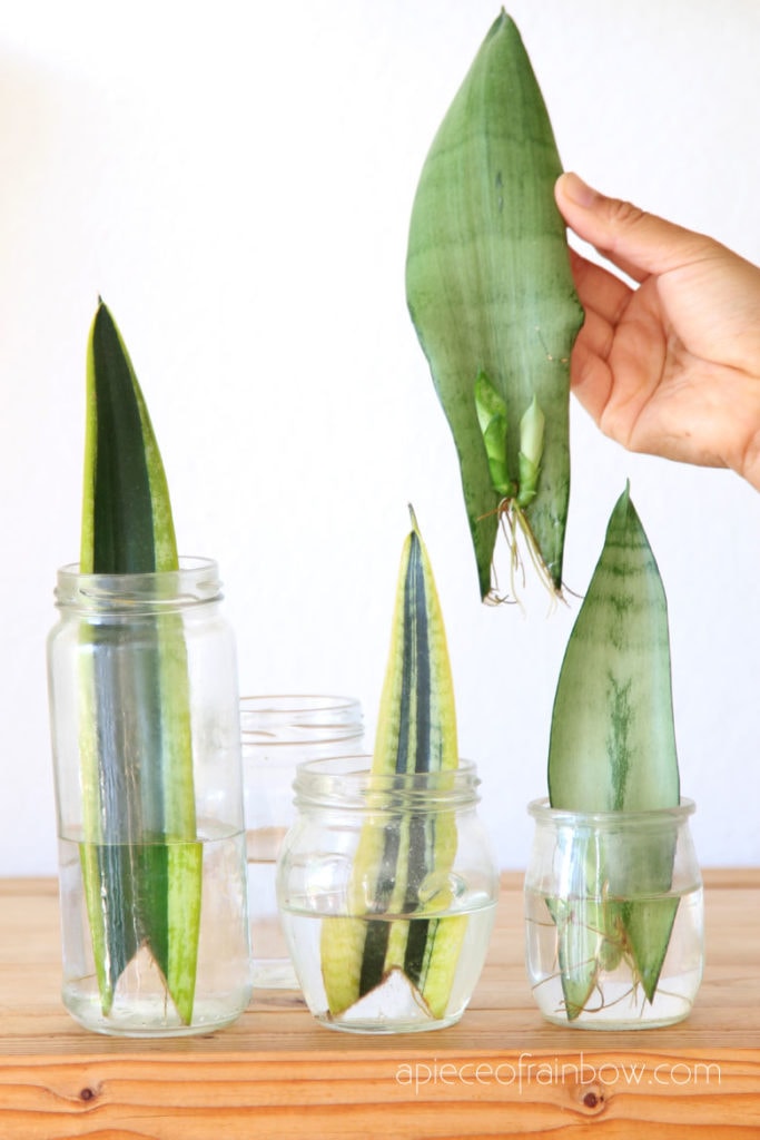 How To Propagate Snake Plant In Water