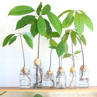 2 easy ways to grow avocado tree from seed in soil or water, better than toothpicks method! Best tips on germination, indoor & outdoor planting, & more!