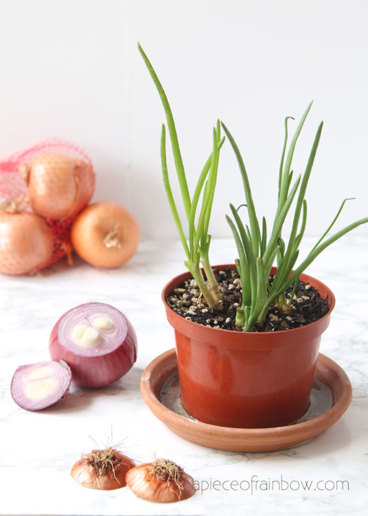 Can you grow onions in containers? : r/containergardening