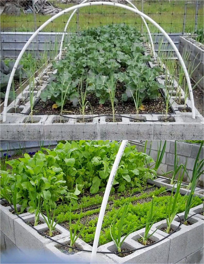 https://www.apieceofrainbow.com/wp-content/uploads/2021/02/diy-raised-bed-gardens-ideas-designs-build-garden-boxes-planters-elevated-beds-CMU-concrete-cinder-block-flowers-vegetable-gardening-apieceofrainbow-791x1024.jpg