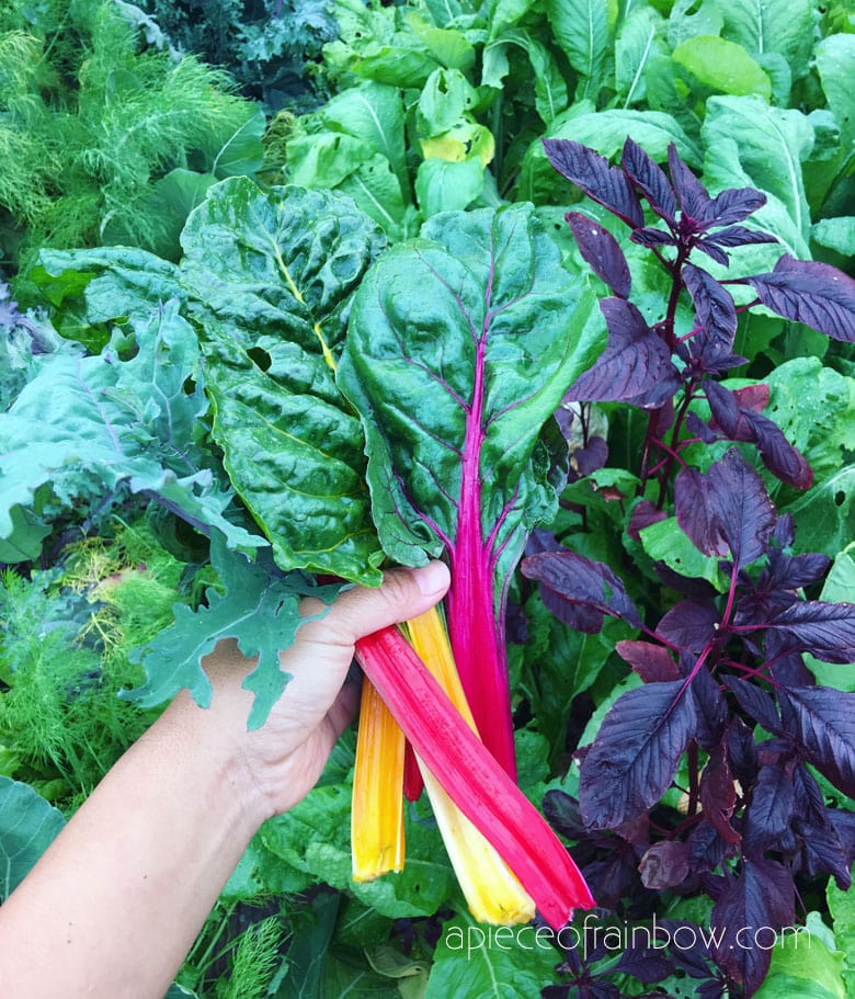 The Best Containers for Growing Salad Greens • Gardenary