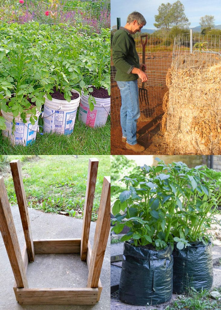 Container Veg Gardening: 30 Edibles To Grow In Pots & Why You Should
