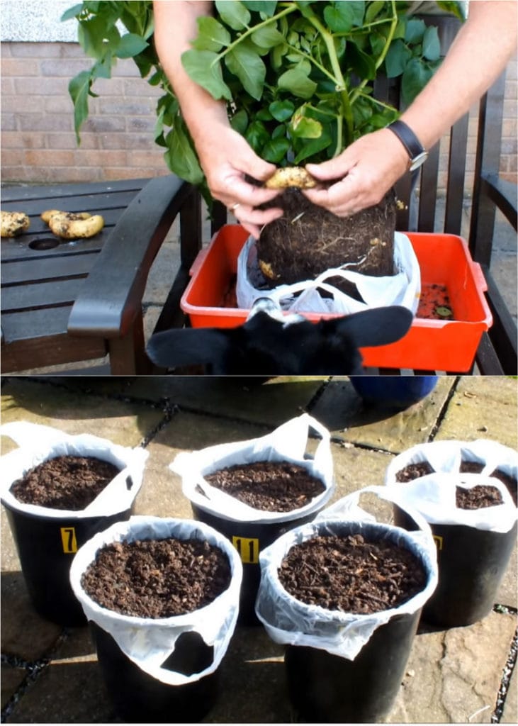 Plant Growth Bag 4/7/10 Gallon for Home Garden Potato greenhouse