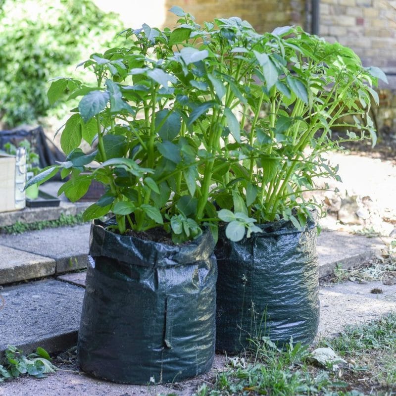 https://www.apieceofrainbow.com/wp-content/uploads/2021/02/how-to-grow-potatoes-in-containers-bag-pots-gallon-buckets-DIY-wood-planters-straw-tower-tire-best-gardening-ideas-plant-vegetables-apieceofrainbow-11-800x800.jpg