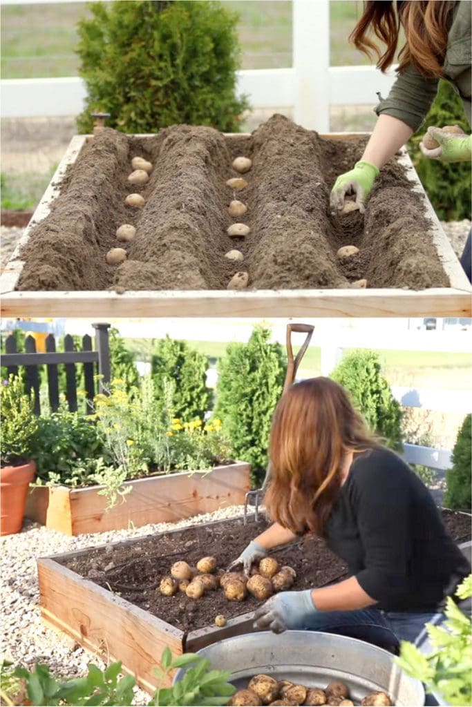 How To Grow Potatoes In Containers Bag Pots Gallon Buckets DIY Wood Planters Straw Tower Tire Best Gardening Ideas Plant Vegetables Apieceofrainbow 16 683x1024 