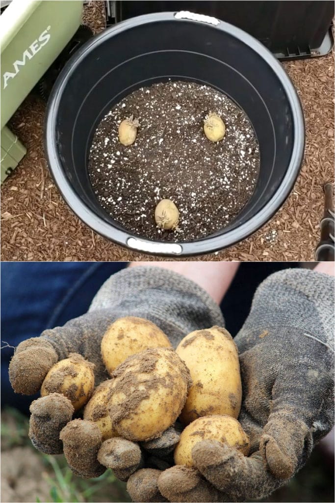 Potato Grow Bag, 2 Pcs 10 Gallon Vegetable Bag, 35 X 45 Cm Durable