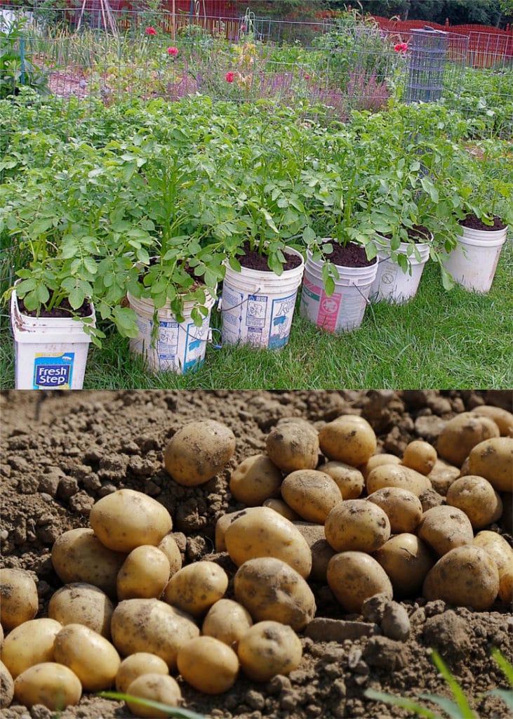 How to Grow Potatoes in a Grow Bag, Burlap Sack or Container - Home Grown  Fun