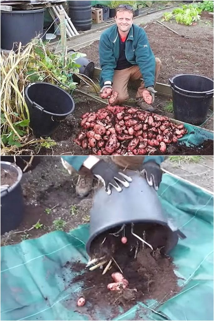 https://www.apieceofrainbow.com/wp-content/uploads/2021/02/how-to-grow-potatoes-in-containers-bag-pots-gallon-buckets-DIY-wood-planters-straw-tower-tire-best-gardening-ideas-plant-vegetables-apieceofrainbow-8-683x1024.jpg