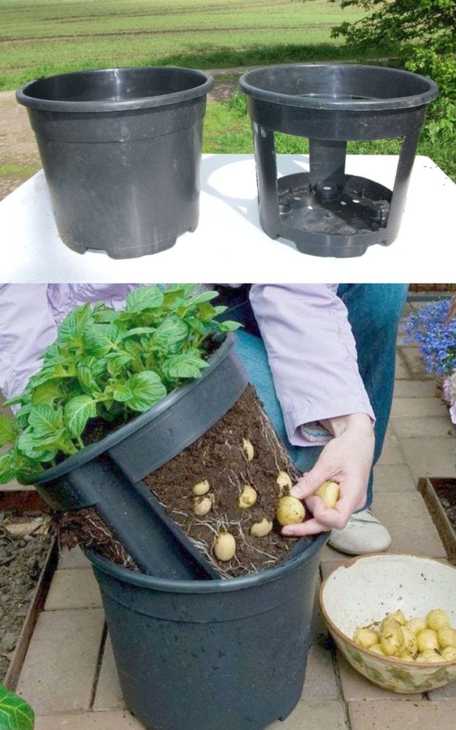 Gardener's Best Jumbo Potato Grow Bag - Black